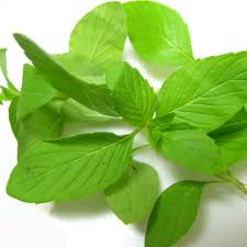 Hạt giống rau thơm Sả - húng trắng- 2 gram