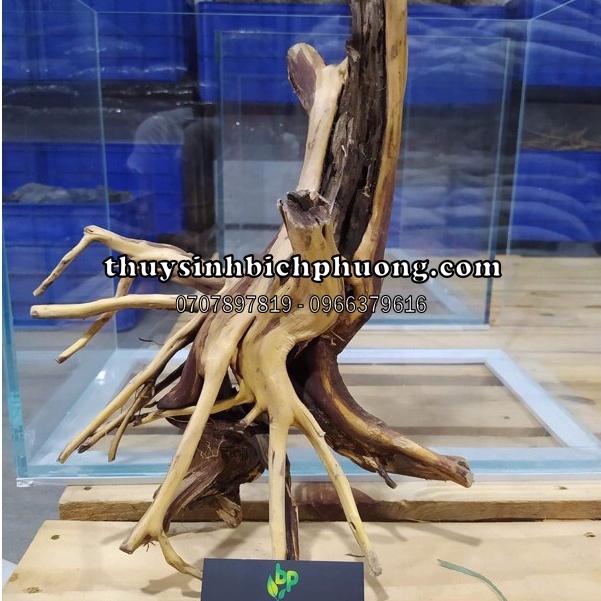 LŨA HẢI SƠN QUỲ NHẤT TRỤ HỒ THUỶ SINH - SẢN PHẨM BÁN THEO GỐC NHƯ HÌNH