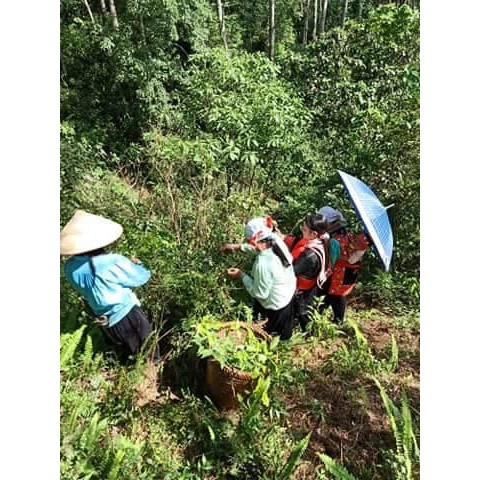 💥 CHÈ DÂY SAPA (Gói 1kg ) | BigBuy360 - bigbuy360.vn