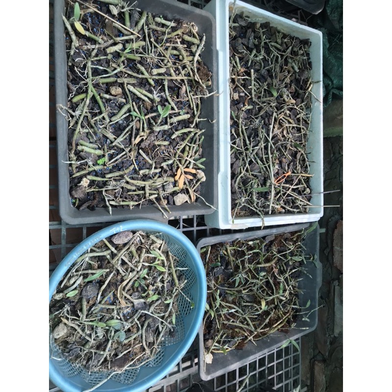 Lan phi điệp tím size nhỏ hàng giống