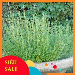 50 Hạt giống Cỏ xạ hương (tặng gói kích nẩy mầm và hướng dẫn) VIETPHAT