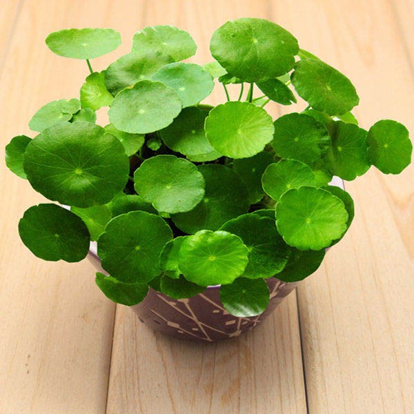 Cây Rau Má Kiểng