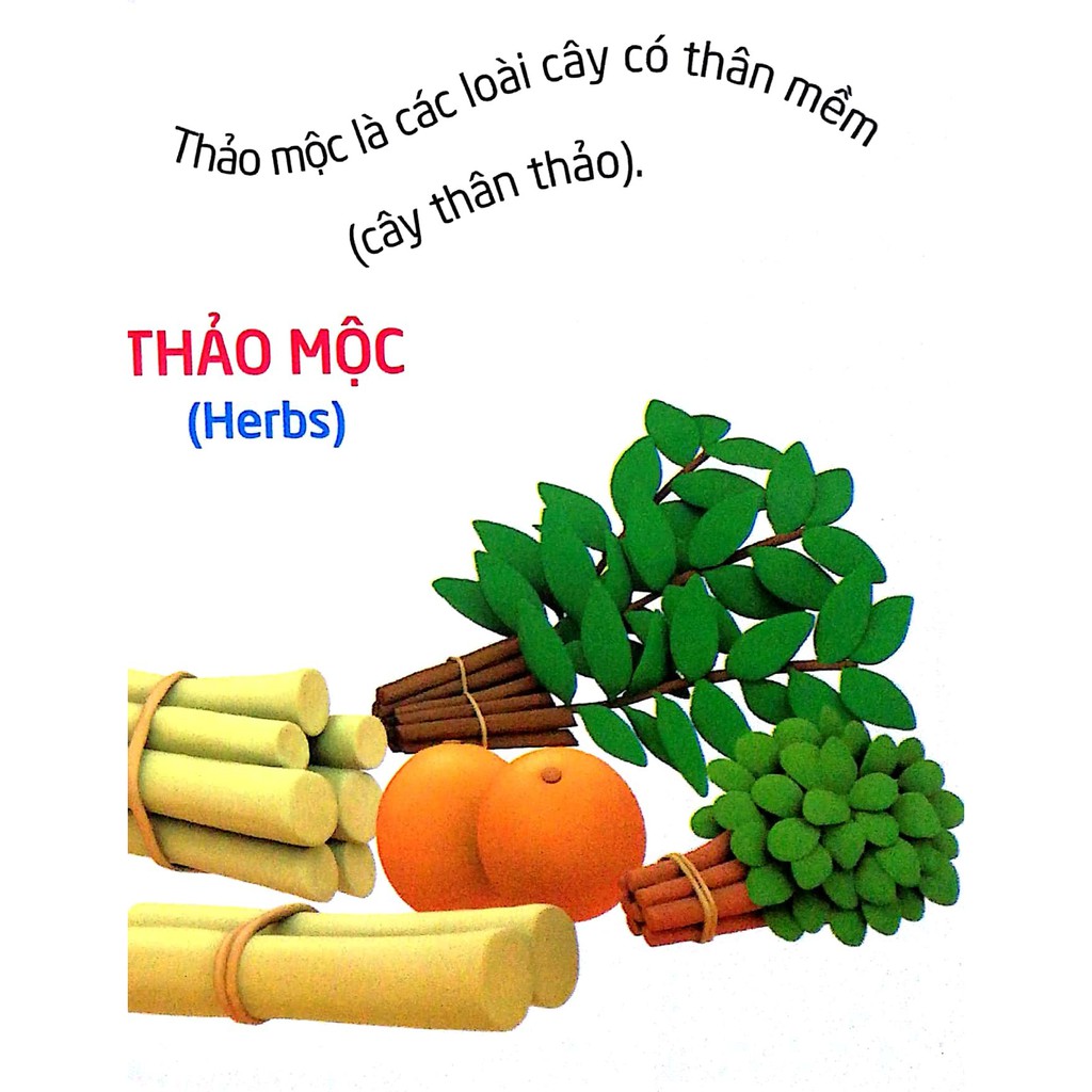 Sách Thế Giới Trong Mắt Em - Thực Vật