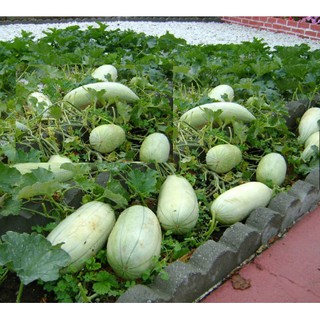 Hạt Giống Dưa Gang Xanh Qủa Dài (150 Hạt) - [MUA 3 TẶNG 1 CÙNG LOẠI] - Thơm Ngon, Năng Suất Cao