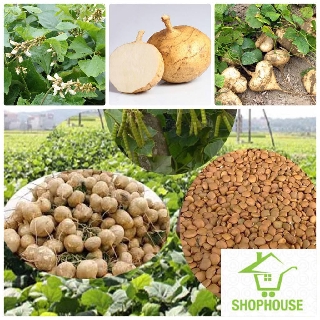 shophouse Gói 20 hạt giống củ đậu  SHOP HOUSE  TẾT KHUYẾN MẠI