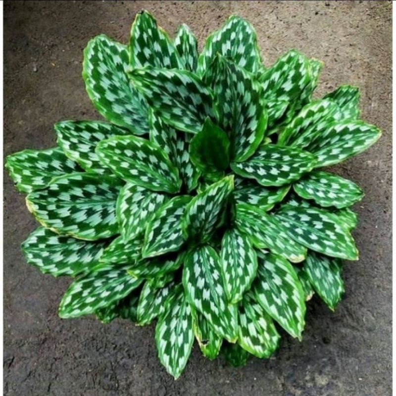 Chậu cứng Calathea - Đuôi công lớn đủ loại