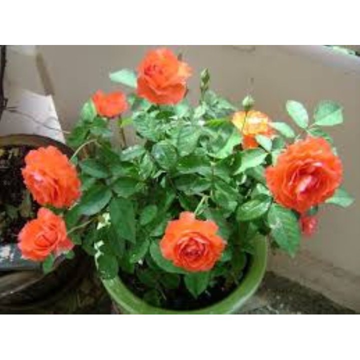 Gói 30 Hạt Giống Hồng Lùn Siêu Hoa Mix Màu luckyseed hạt siêu rẻ