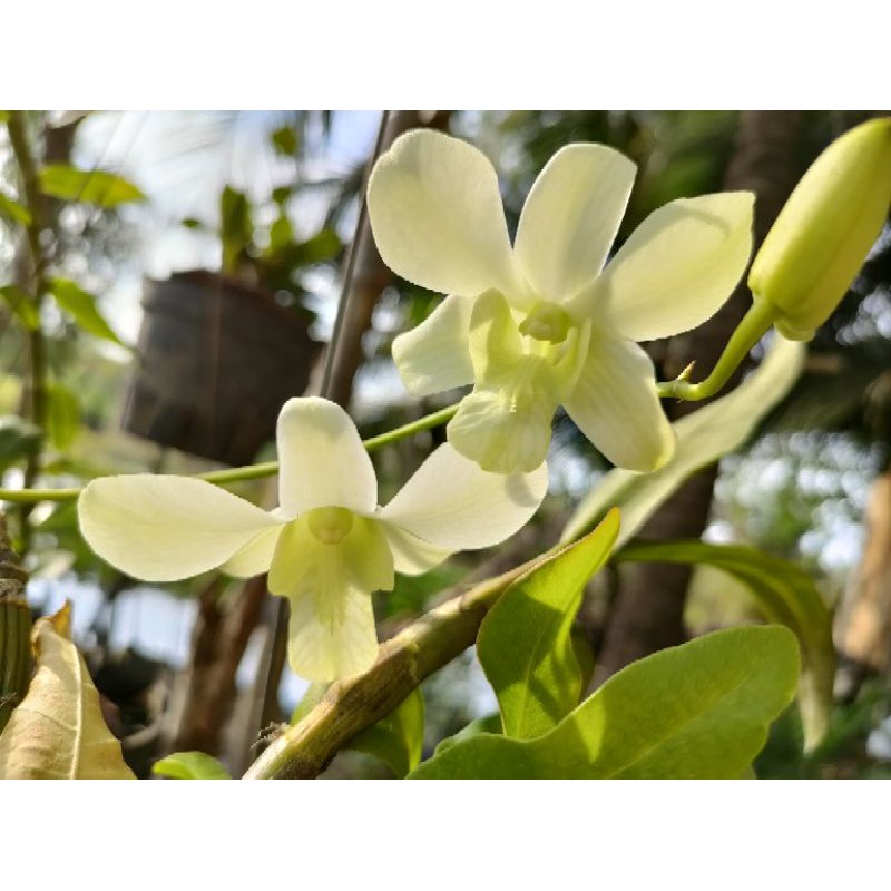 hoa lan trắng