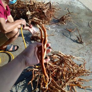 Sâm cau Kon Tum 1kg khô