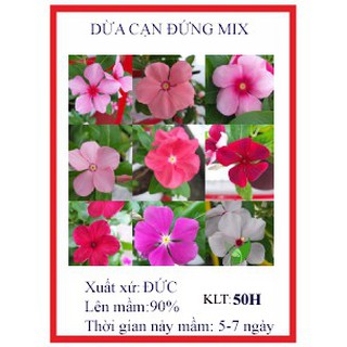 50 hạt giống hoa dừa cạn cây đứng nhiều màu