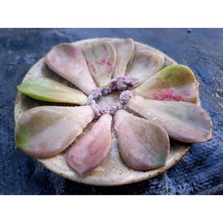 Lá mầm sen đá Hồng Mập( 5 mầm)