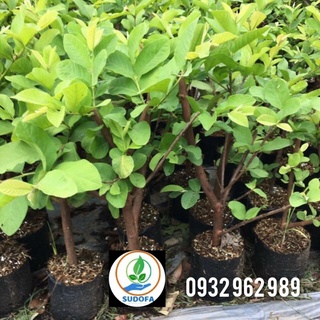 Cây ổi lê Đài loan