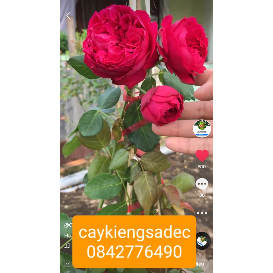 Caykiengsadec-Hồng red + tặng phân bón cho cây mau lớn-hoa kiểng lá - trang trí nội thất