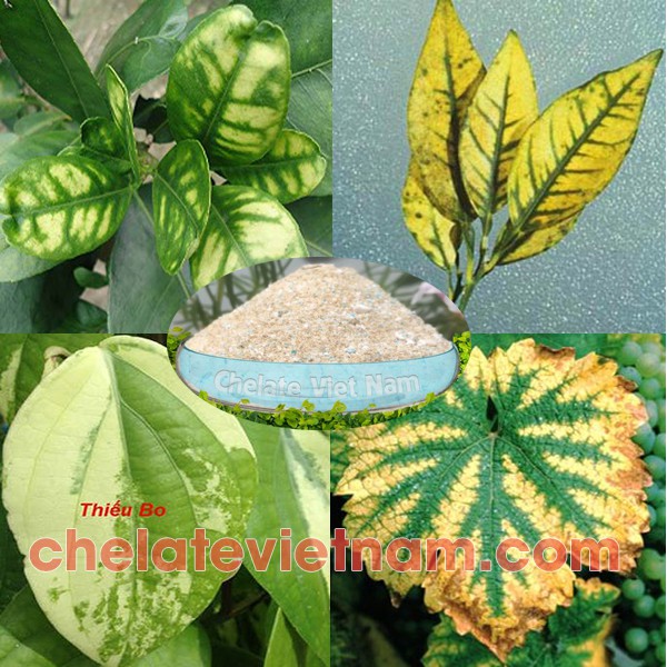 Phân bón vi lượng Combi Chelate 01