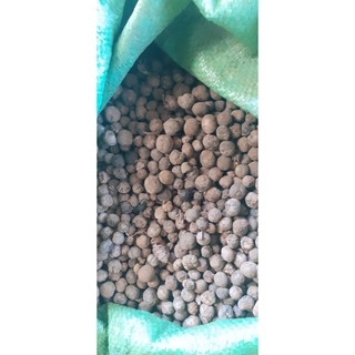 Hạt giống cây tếch (giá tỵ)