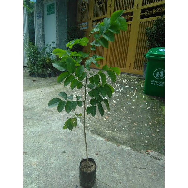 Cây giáng hương