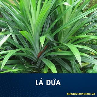 Cây lá dứa thơm, chậu cây giống