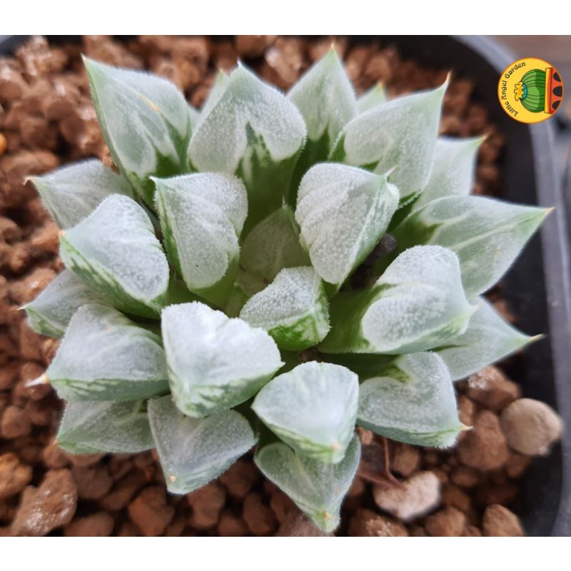 Sen đá kim cương | Haworthia Love Heart dễ chăm