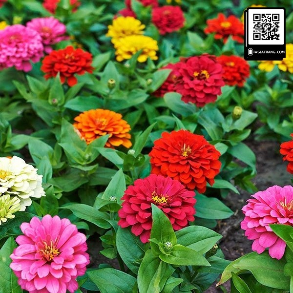 Hạt giống hoa cúc lá nhám (cúc nhi nhám)