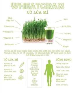 Hạt Giống Cỏ Lúa Mì