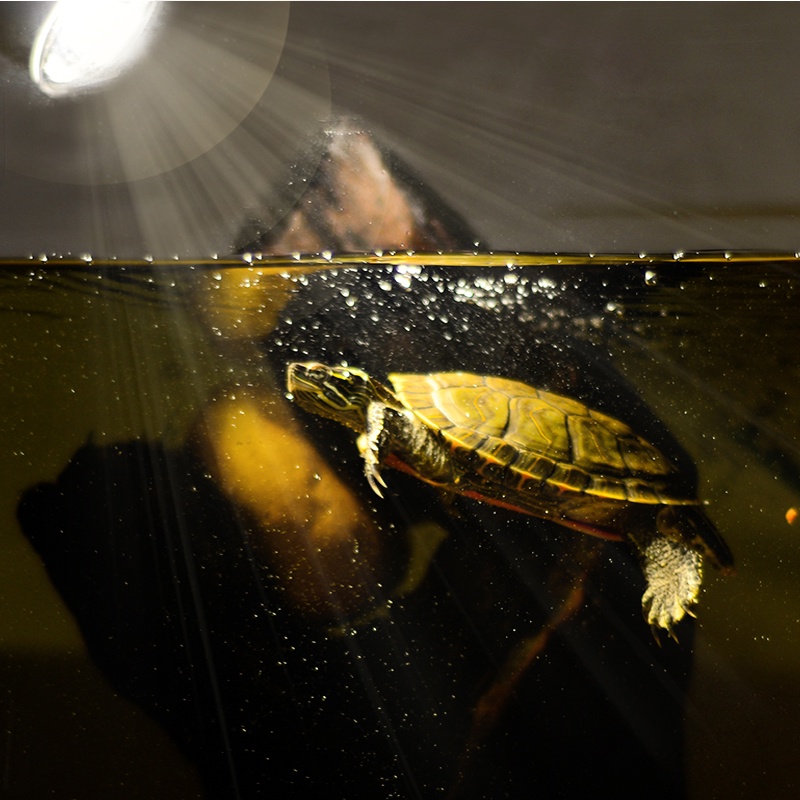 Đèn sưởi ngày cho bò sát dùng cho rùa bò sát, rùa cảnh sưởi ấm