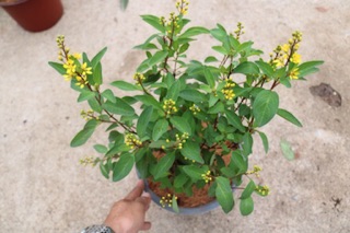 Cây hoa Kim Đồng vàng