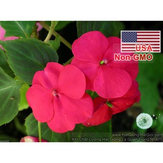 50h Hạt Giống Hoa Ngọc Thảo Mai Địa Thảo Đỏ Carmine (TLB4| -KD: B22*V42*M239)