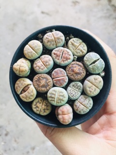 THẠCH LAN (LITHOPS)