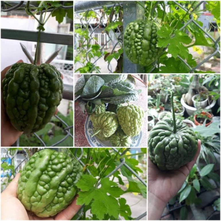 [F1] Hạt giống mướp đắng trái tim