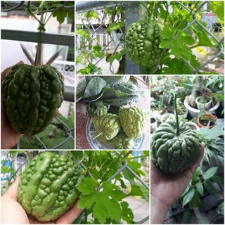 Hạt giống mướp đắng trái tim