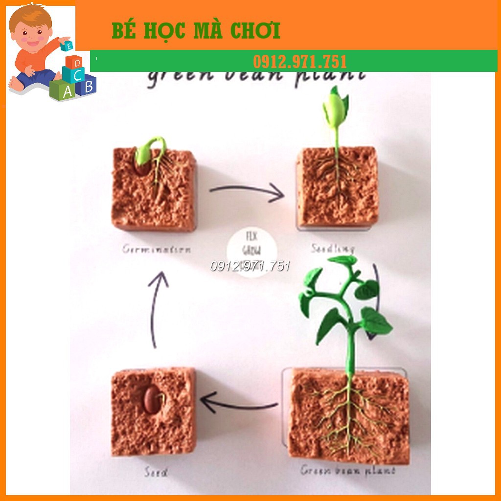 Mô hình Vòng đời phát triển của cây đậu - Life cycle of bean