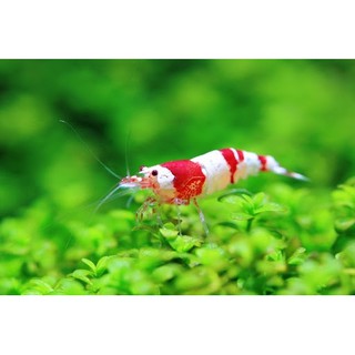 Thức ăn cho tép cảnh đầy đủ dưỡng chất