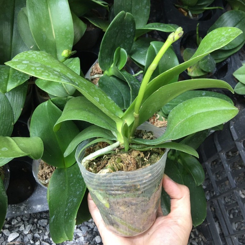 Chậu trồng lan hồ điệp, chậu dẻo trong suốt