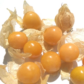 30 hạt giống cây chùm ngây, giống cây chùm ruột vàng / đỏ hạt chuông vàng