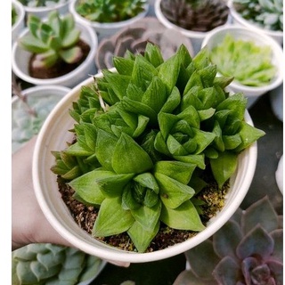 Sen đá ngọc guốc - size trung - vườn đà lạt