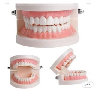 mô hình hàm răng