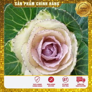 Hạt Giống Hoa Bắp Cải Cảnh - 20 hạt