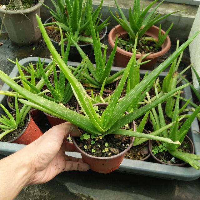 cây nha đam ( lô hội )
