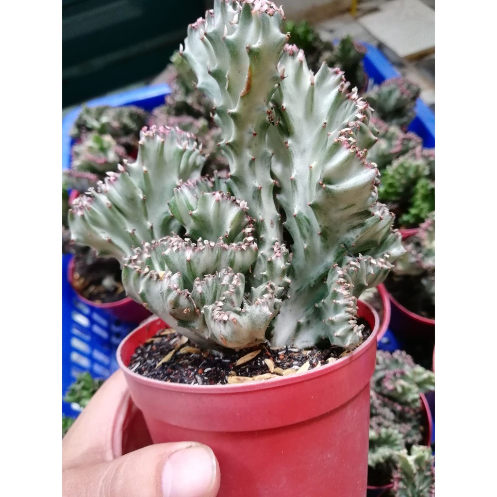 Xương rồng vạn lý trường thành