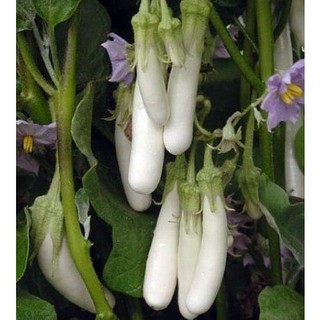 Hạt Giống Cà Trắng Qủa Dài (150 Hạt) - Dễ Trồng, Dinh Dưỡng, Năng Suất Cao - MUA 3 TẶNG 1 CÙNG LOẠI