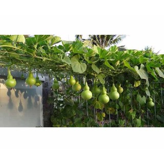 Hạt giống Bầu Hồ Lô (Gói 10 hạt)