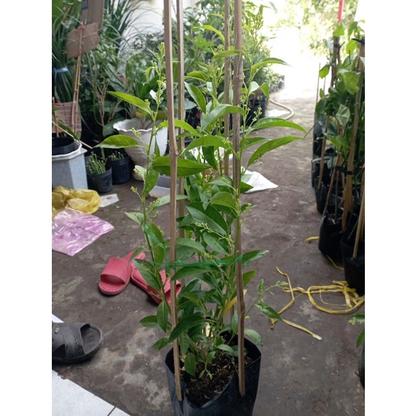 Cây dạ lý hương