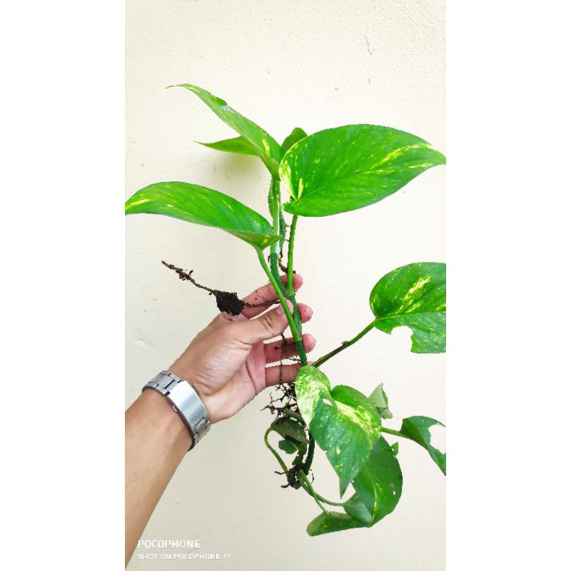 Dây trầu bà giống có rễ như hình trồng thuỷ sinh hoặc trồng đất