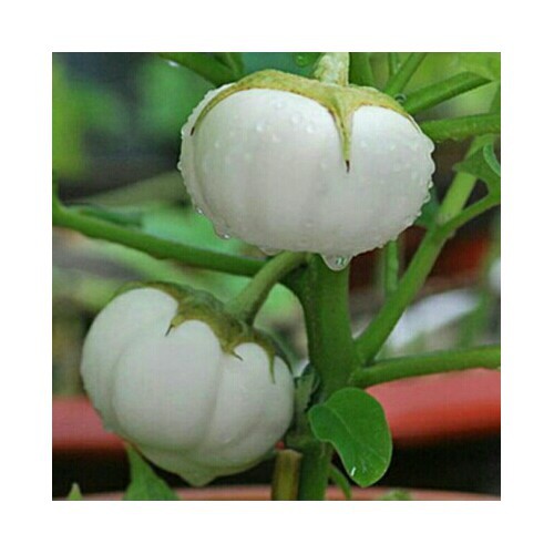 HẠT GIỐNG CÀ DĨA TRẮNG 1GR