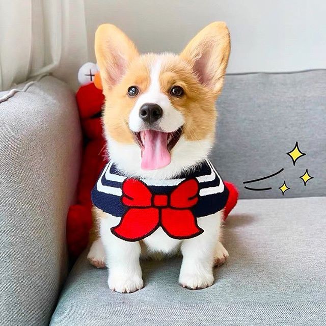 Yếm Thú Cưng Xinh Xắn