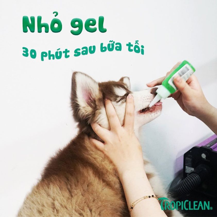 Gel đánh răng Tropiclean 59ml, vệ sinh chăm sóc răng miệng mảng bám hôi miệng cho chó Con Mèo Xiêm