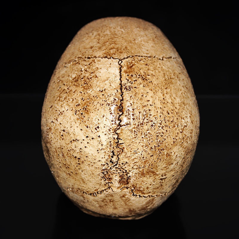 Mô Hình Sọ Người Tỉ Lệ 1:1 Sống Động