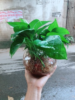 Trầu Bà Thái Trồng Thuỷ Sinh