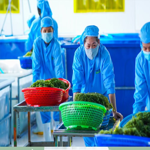 3 Hộp Rong Nho Tách Nước Yukibudo Nha Trang, Khánh Hoà + 6 Gói Xốt Mè Rang ( Hộp 6 gói x 25 gr )
