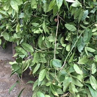 Xạ cành loại thái lát (Xạ mỡ)